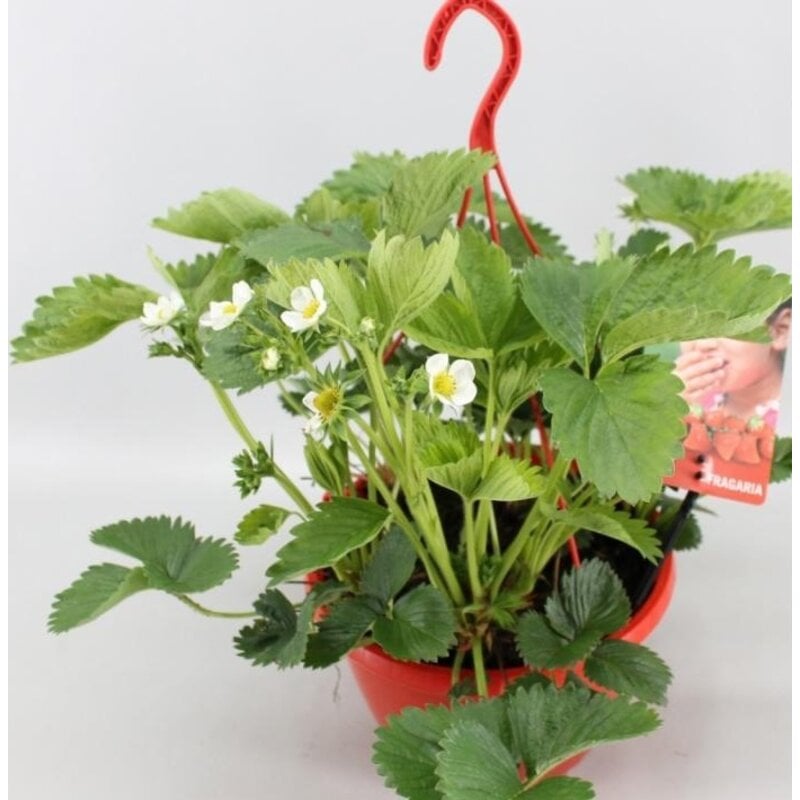 Aardbei hangpot Tenira P25