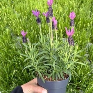 Lavendel Stoechas | Kuiflavendel Bella Toscana  P10,5