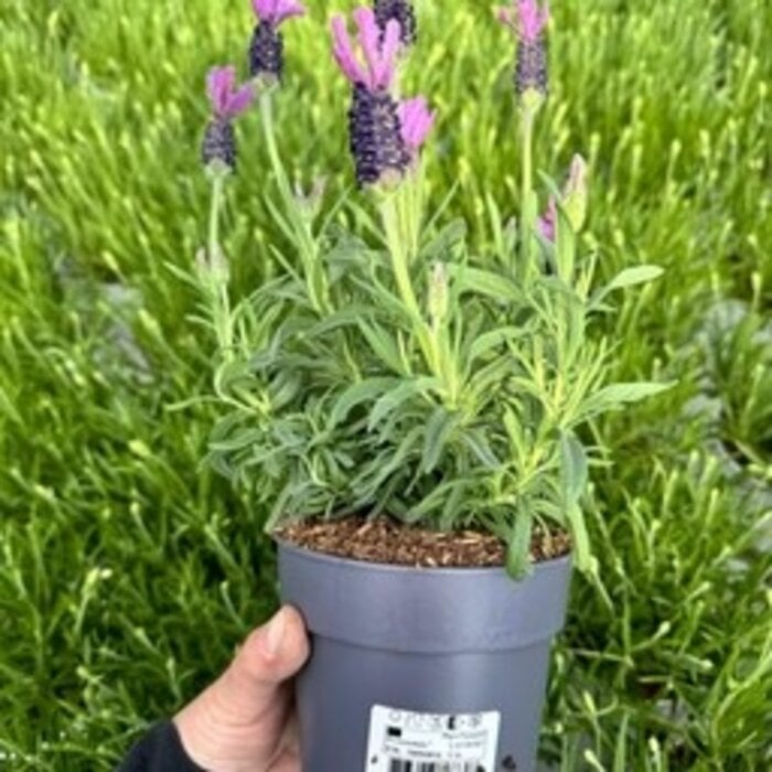Lavendel Stoechas| Kuiflavendel Bella Toscana P12