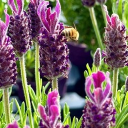 Lavendel Stoechas | Kuiflavendel Bella Toscana P10,5