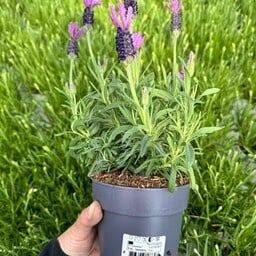 Lavendel Stoechas| Kuiflavendel Bella Toscana P12