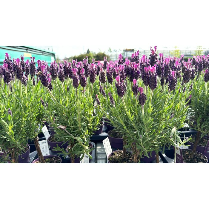 Lavedel op stam | Stoechas Anouk