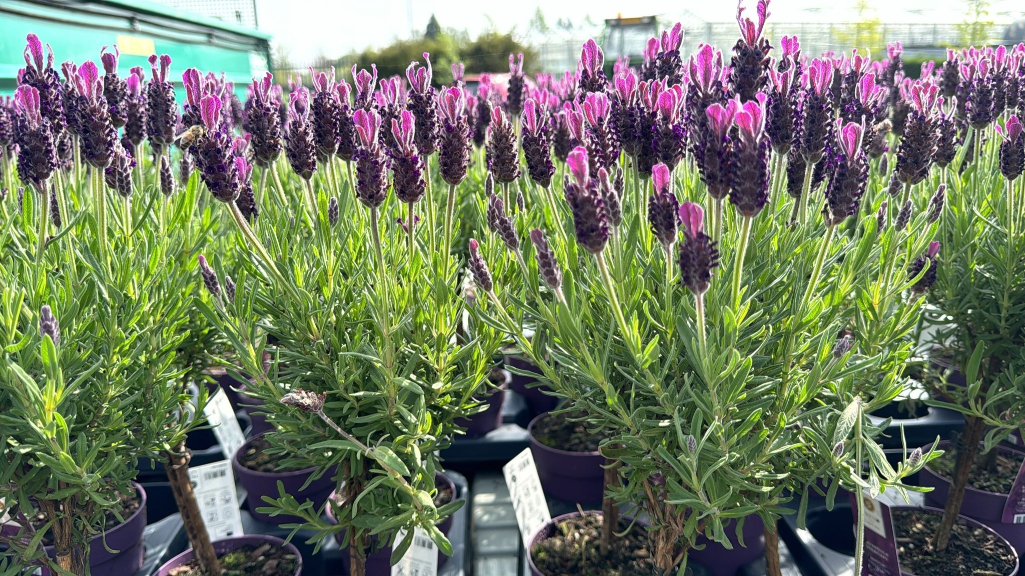 Lavedel op stam | Stoechas Anouk