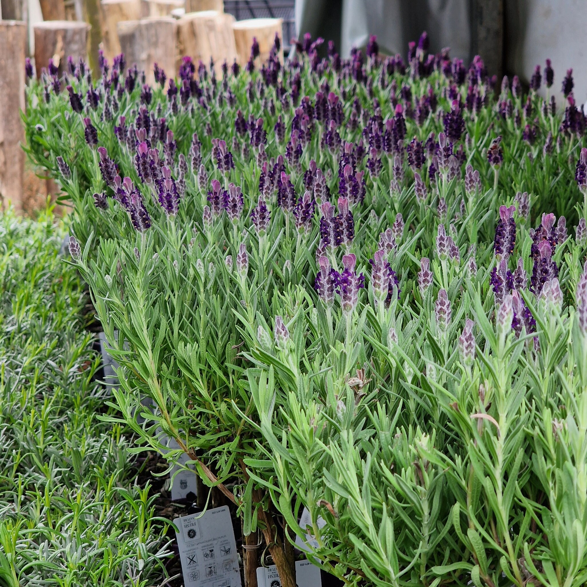 Lavedel op stam | Stoechas Anouk