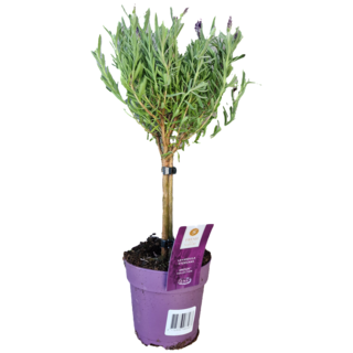 Lavedel op stam | Stoechas Anouk