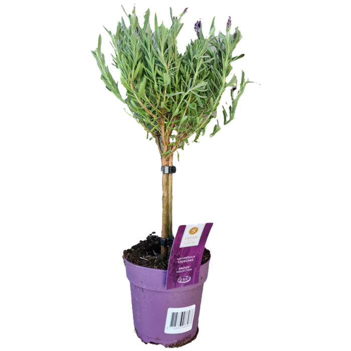 Lavedel op stam | Stoechas Anouk