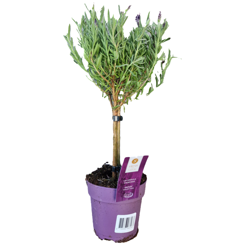 Lavedel op stam | Stoechas Anouk