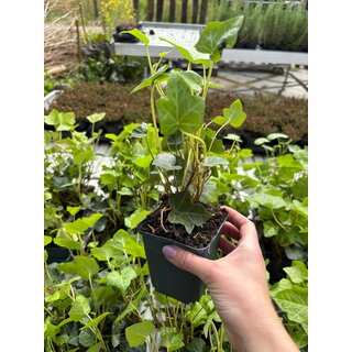 Hedera Hibernica p9 klimop