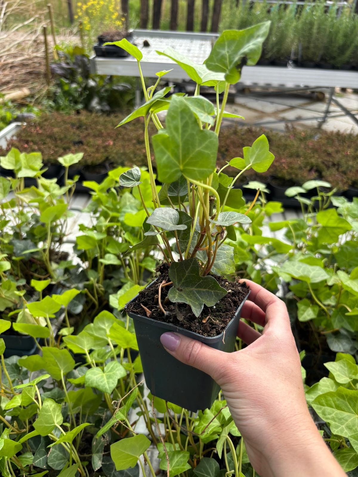 Hedera Hibernica p9 klimop