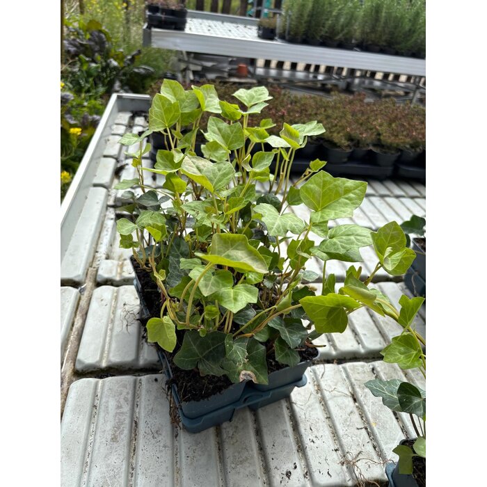 Hedera Hibernica p9 klimop