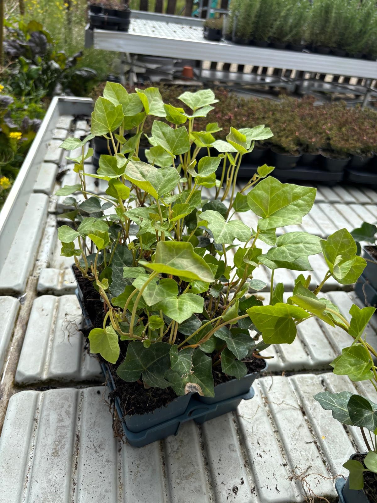 Hedera Hibernica p9 klimop
