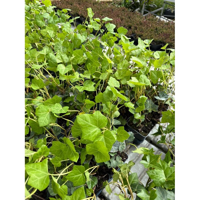 Hedera Hibernica