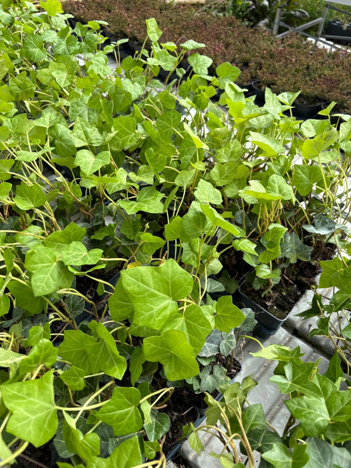 Hedera Hibernica p9 klimop