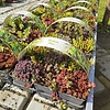 Sedum Mix Easygreen 6-pack