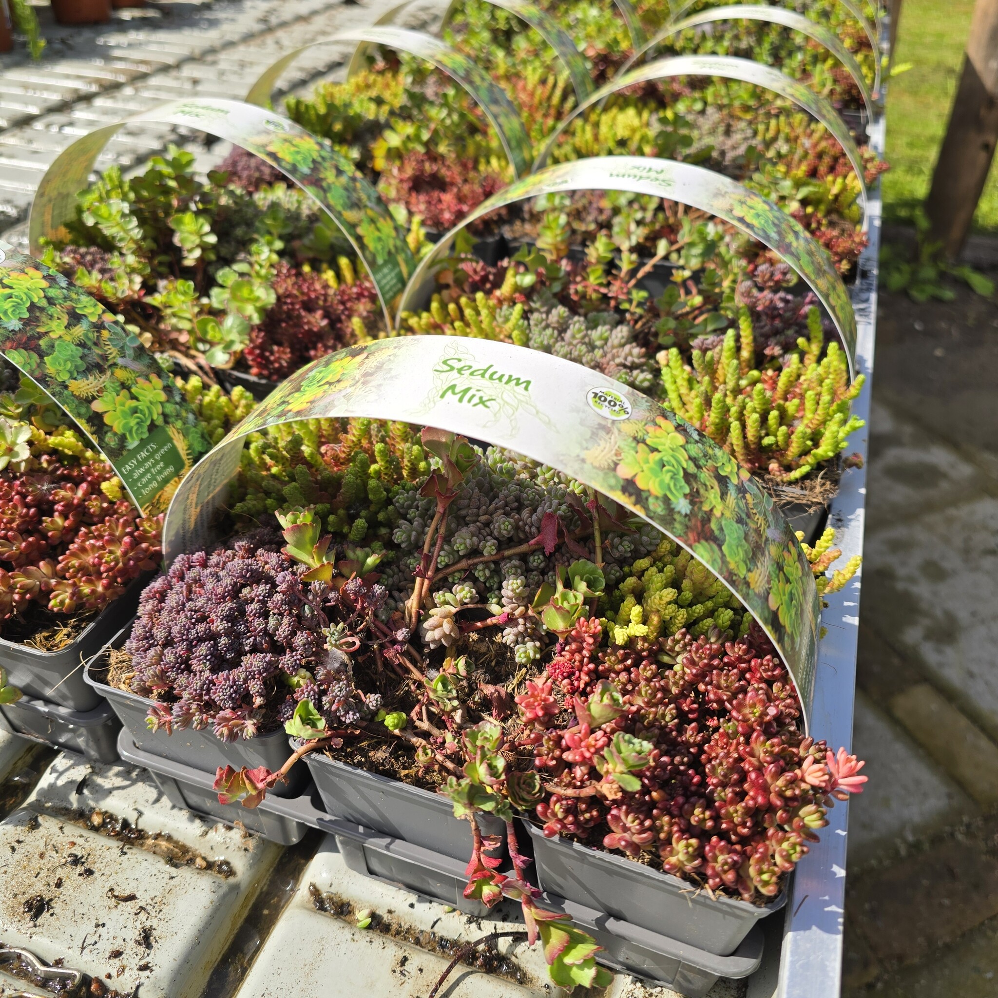Sedum Mix Easygreen 6-pack