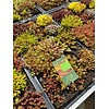 Sedummat Easygreen 50x30cm