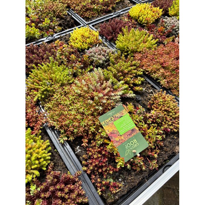 Sedummat Easygreen 50x30cm