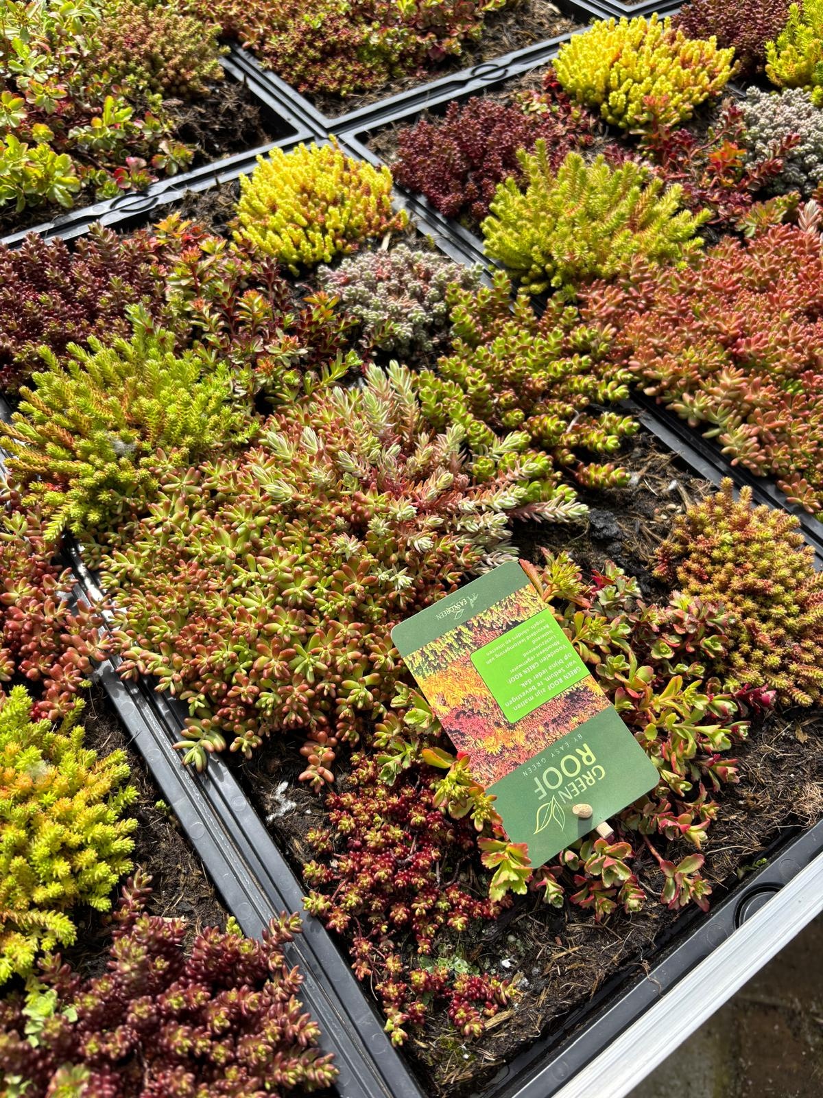 Sedummat Easygreen 50x30cm