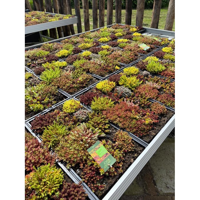 Sedummat Easygreen 50x30cm