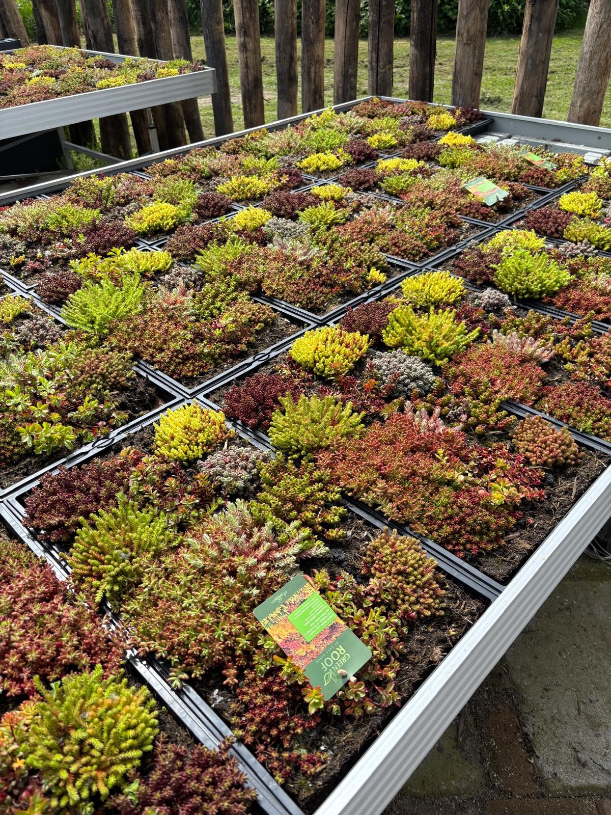 Sedummat Easygreen 50x30cm