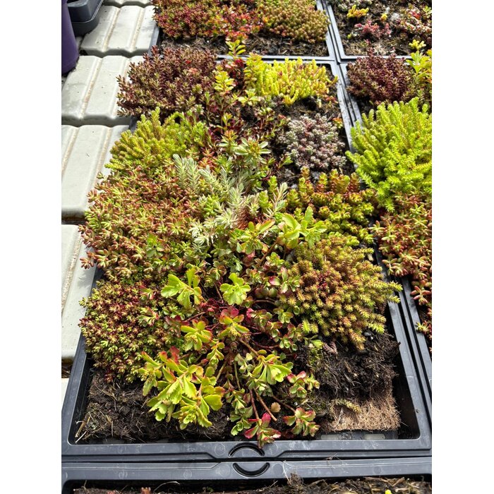 Sedummat Easygreen 50x30cm