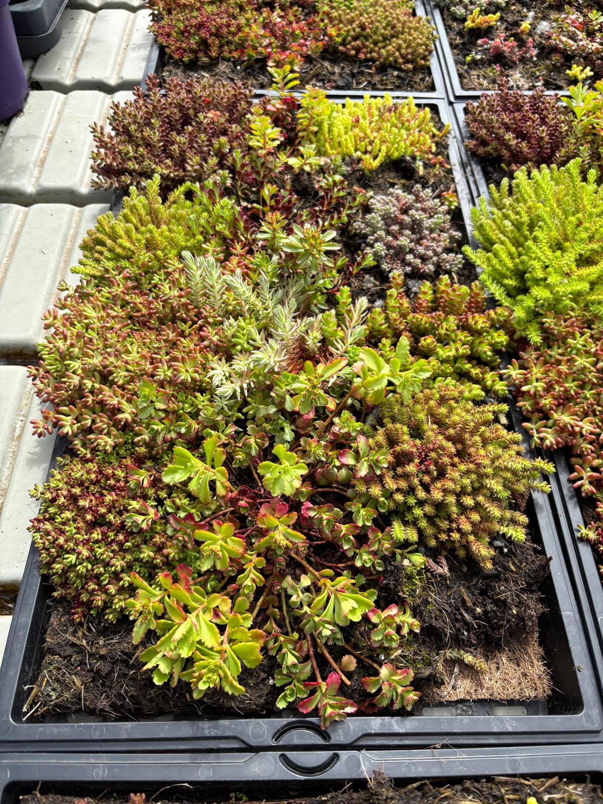 Sedummat Easygreen 50x30cm