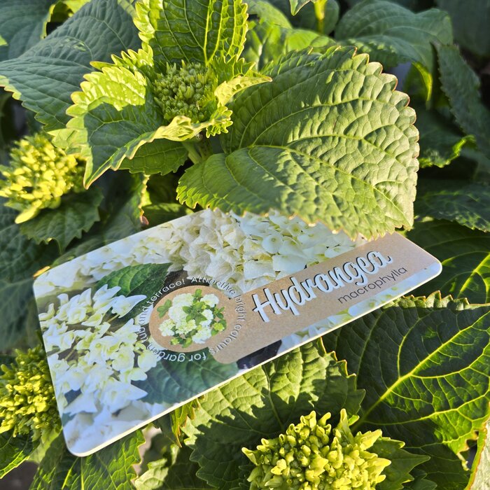 Hortensia Hydrangea hybr. 'Macrophylla'