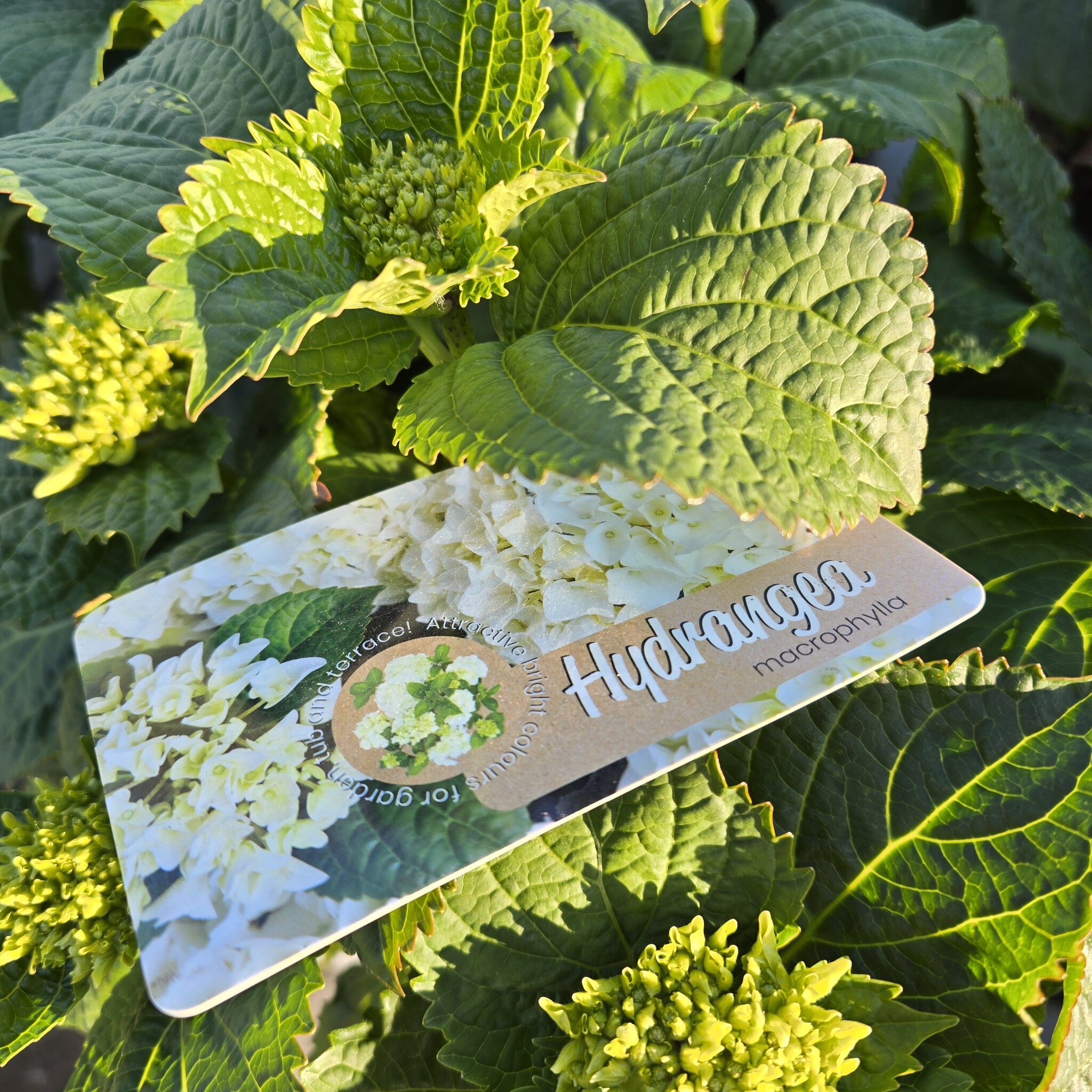 Hortensia Hydrangea hybr. 'Macrophylla'