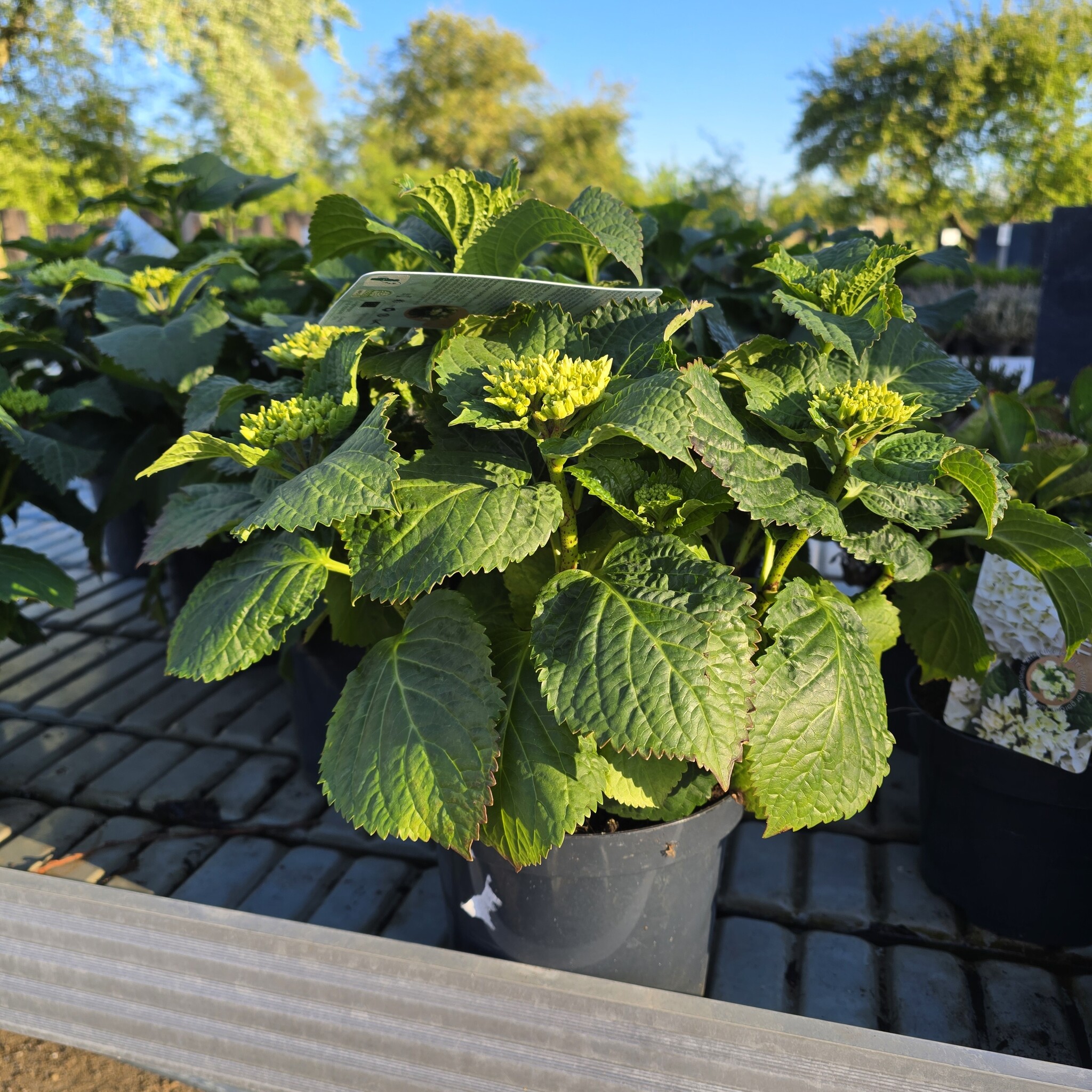 Hortensia Hydrangea hybr. 'Macrophylla'