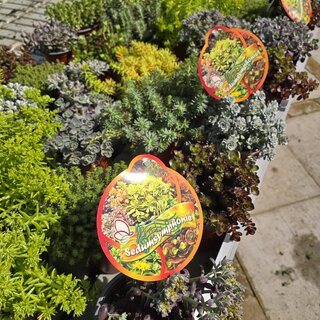 Sedum hyb. Symphonie Mix P11