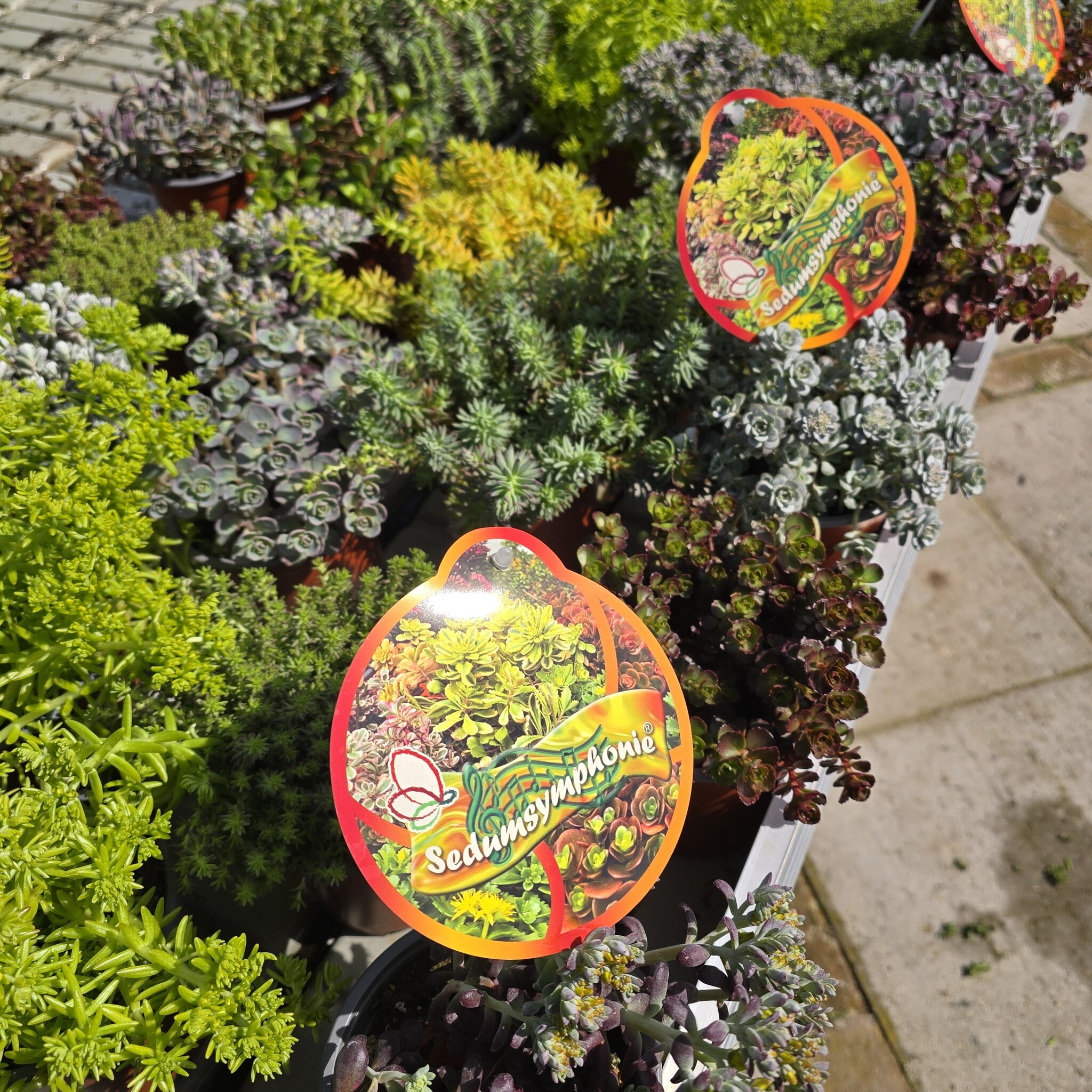 Sedum hyb. Symphonie Mix P11