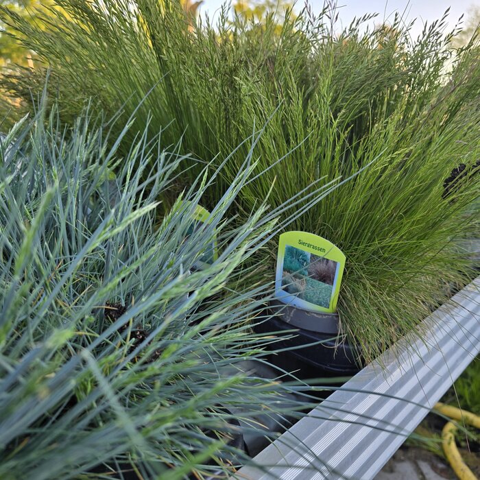 Siergrassen Mix p12