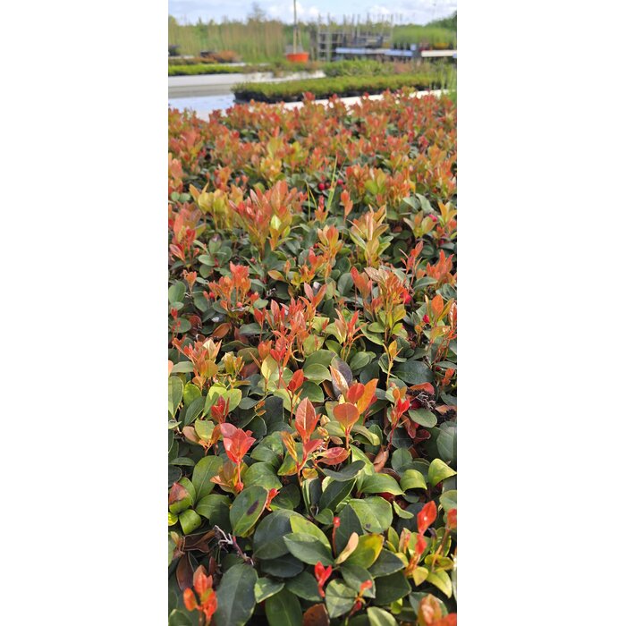 Insectenhotel met Gaultheria Procumbens 'Big Berry'