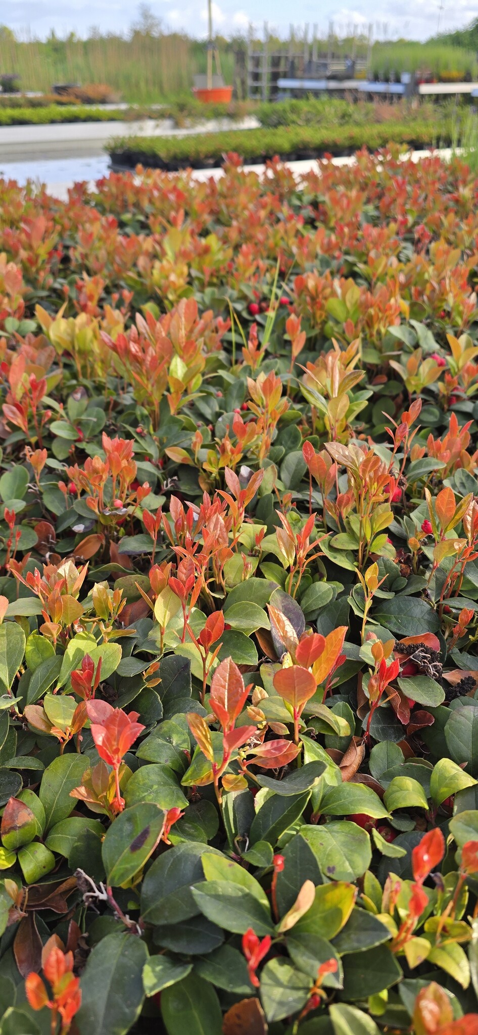 Insectenhotel met Gaultheria Procumbens 'Big Berry'