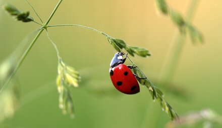 Insecten natuurlijke vijanden