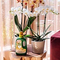 Pokon bio orchidee voeding 250ml