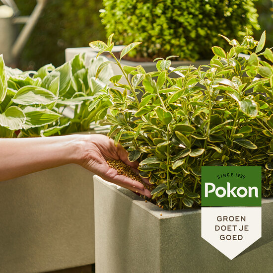 Pokon groene planten voedingskorrels 800 gram