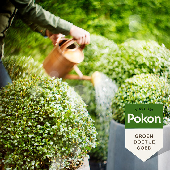 Pokon buxus & ilex mest 2,5kg