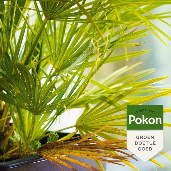 Pokon bio tegen hardnekkige insecten polysect concentraat 175ml