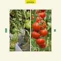 ECOstyle Moestuinmest 8 kg (100 m²)