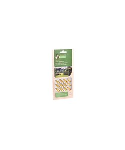 FoliseVital 12 capsules