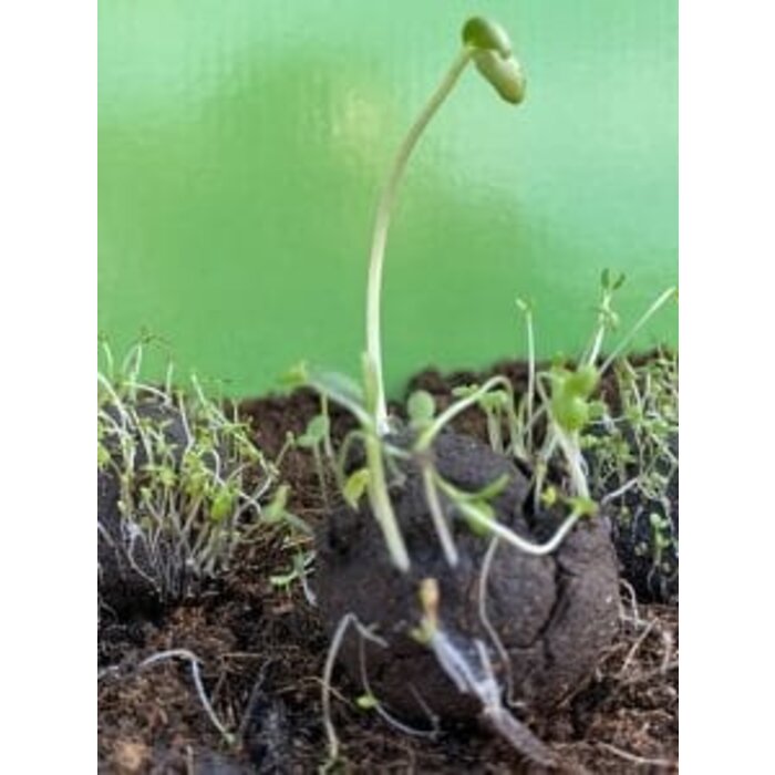 Zaadbommetjes Zonnebloemmix | 5 stuks in een zakje