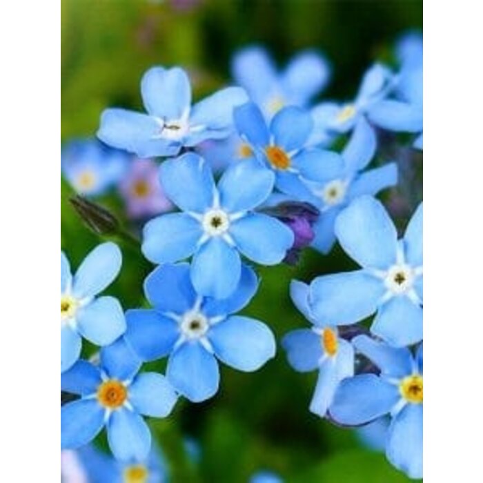 Zaadbommetjes Vergeetmenietjesmix | 5 stuks in een zakje