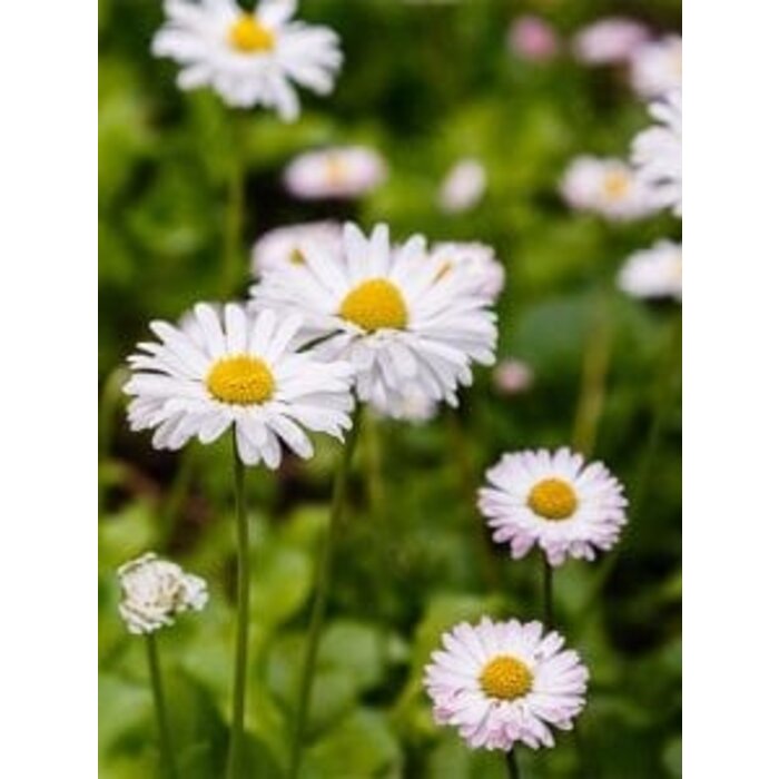 Zaadbommetjes Madeliefjesmix | 5 stuks in een zakje