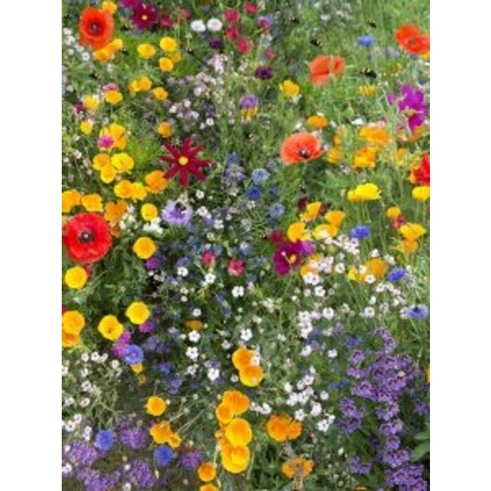 Zaadbommetjes Bijenmix | 5 stuks in een zakje