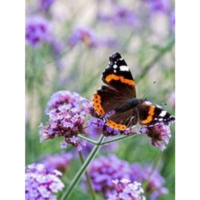 Zaadbommetje Vlindermix | 1 stuk in een zakje