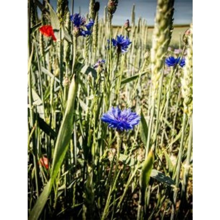 Zaadbommetjes Vogelmix | 5 stuks in een zakje