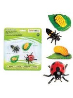 Safari Ltd. Life cycle of a ladybug