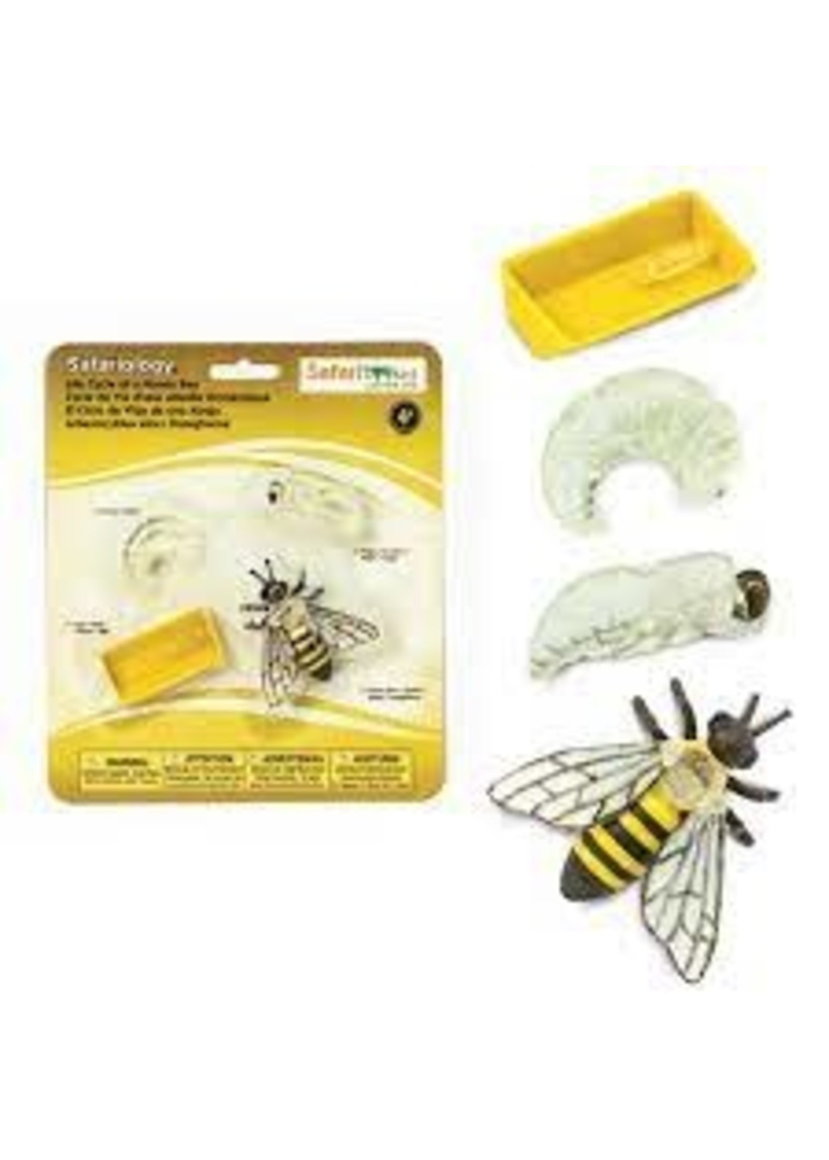 Safari Ltd. Life cycle of a honeybee