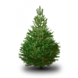 NORDMANN Nordmann Kerstboom Extra Groot 220CM-250CM NORDMANN Nordmann Kerstboom Extra Groot 220CM-250CM
